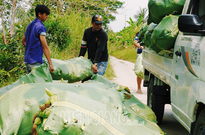 Vô rẫy bắp ở Kiên Giang, thấy dân bẻ toàn trái to bự, bán giá cao, thương lái mua hết sạch - Ảnh 1.