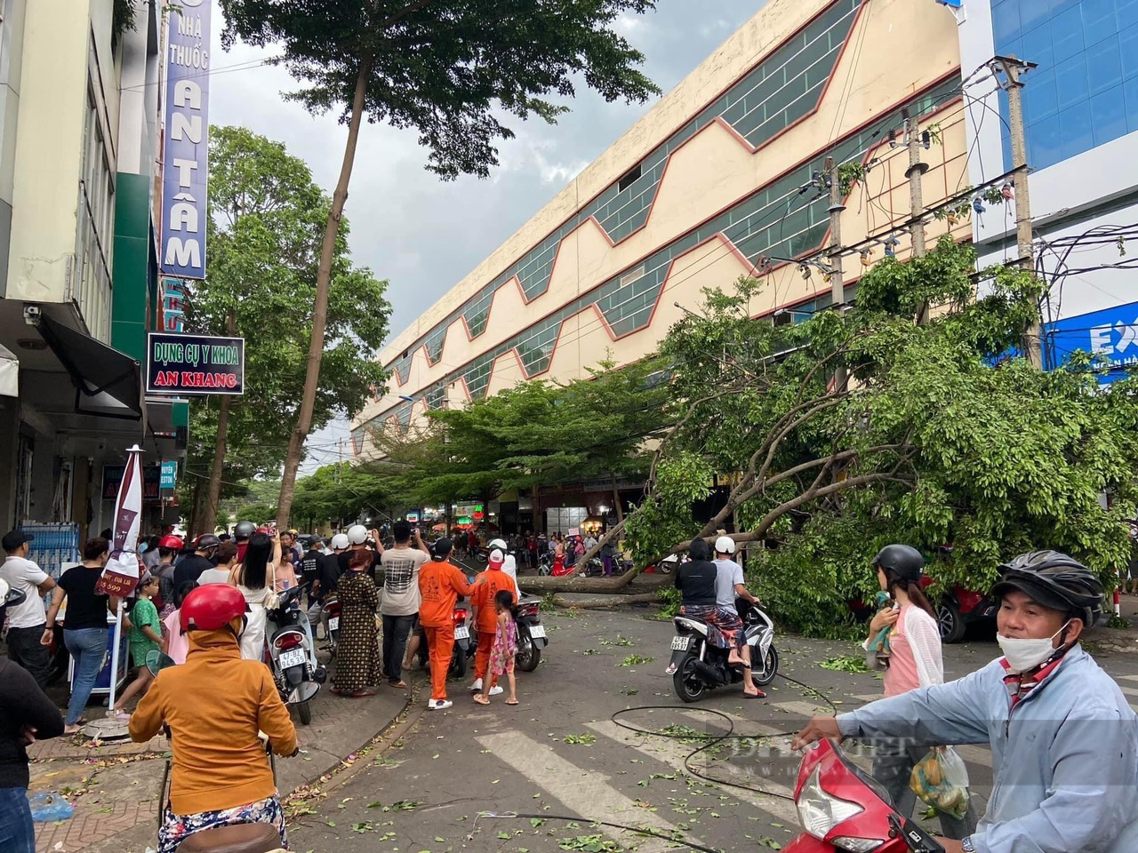 Buôn Ma Thuột cam kết không theo vét xe đổ &quot;trảm&quot; loạt cây xanh sau sự cố cây đổ đè người đi đường - Ảnh 1.