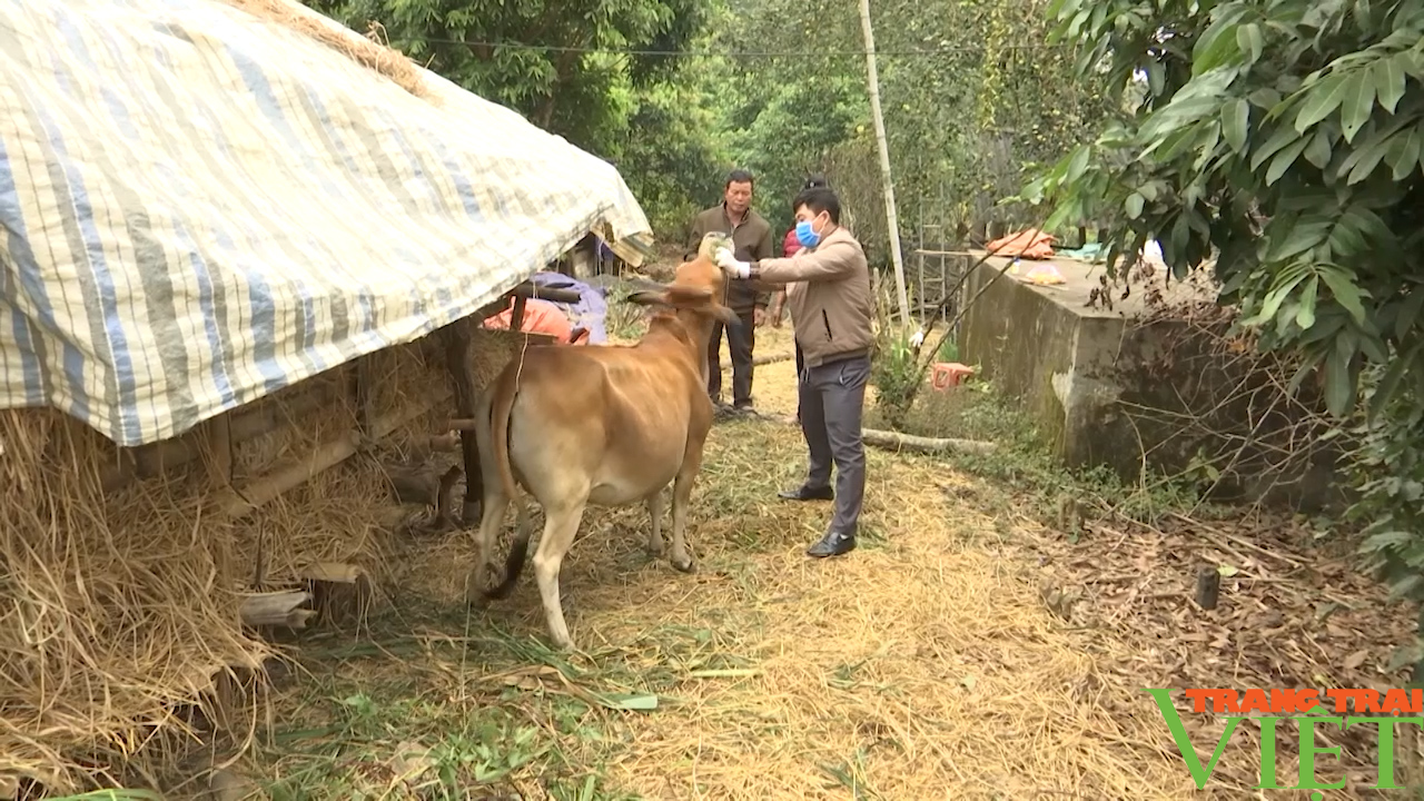 Sơn La: Phòng chống dịch bệnh lở mồm long móng - Ảnh 2.