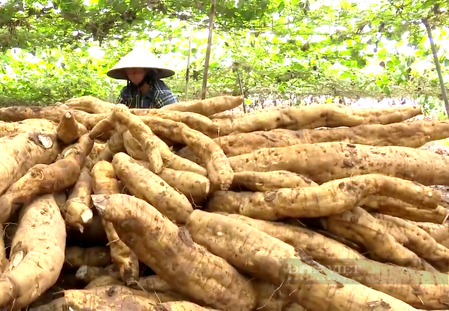 Trồng loại dây leo từ củ tới lá là vị thuốc, ông nông dân Tây Ninh thu lời gần 200 triệu mỗi năm - Ảnh 3.