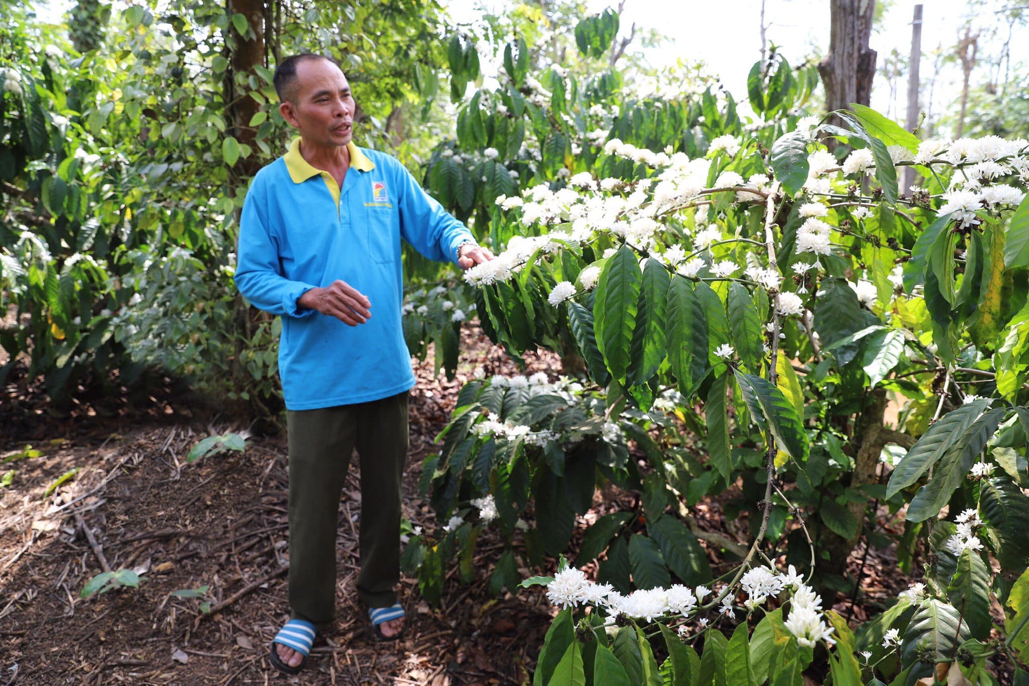Chủ vườn cà phê 3 tầng ở Đắk Lắk tiết lộ cách ngăn tình trạng &quot;hoa chanh&quot;, năng suất cao nhất vùng - Ảnh 1.