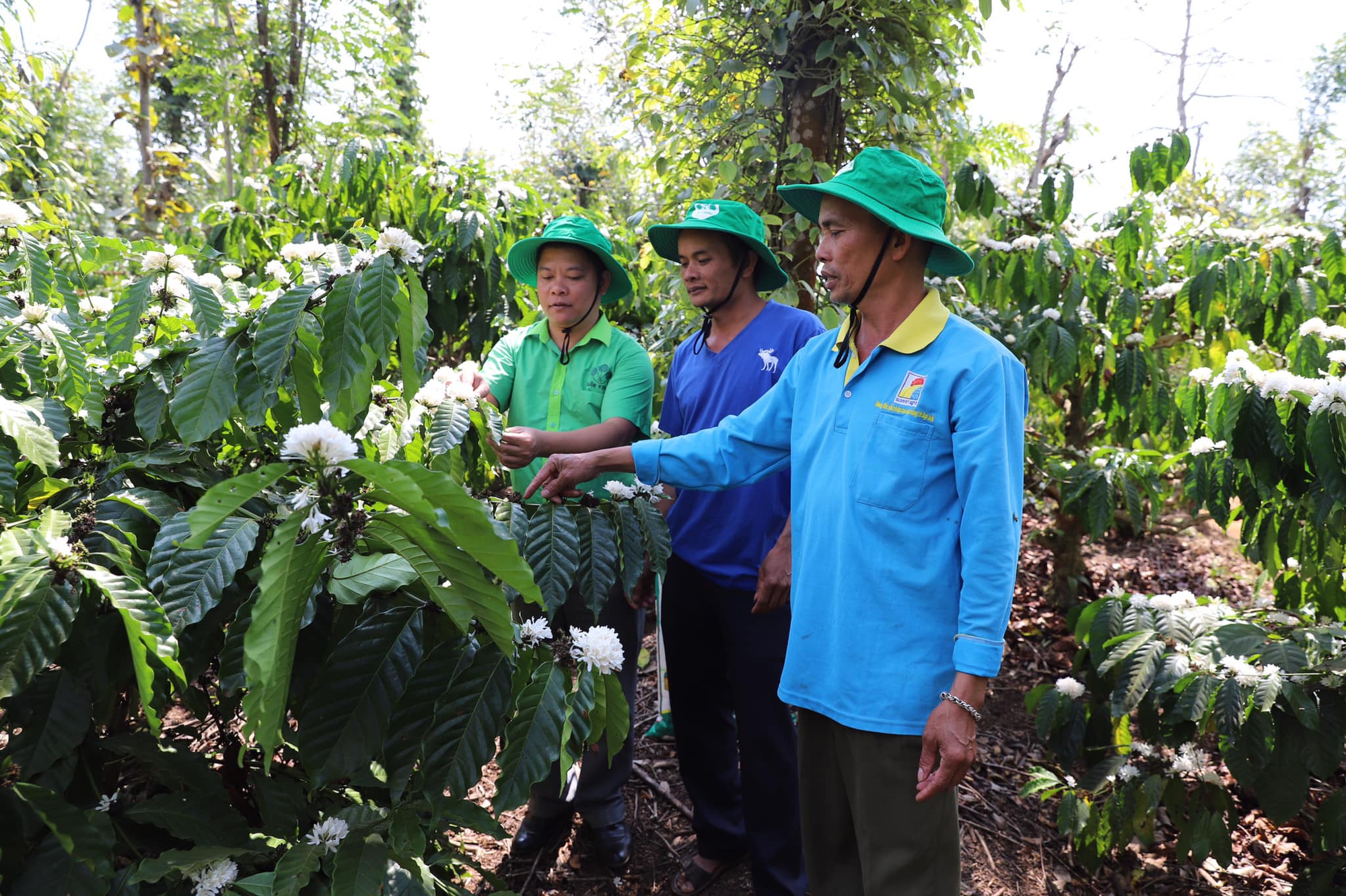 Chủ vườn cà phê 3 tầng ở Đắk Lắk tiết lộ cách ngăn tình trạng &quot;hoa chanh&quot;, năng suất cao nhất vùng - Ảnh 2.