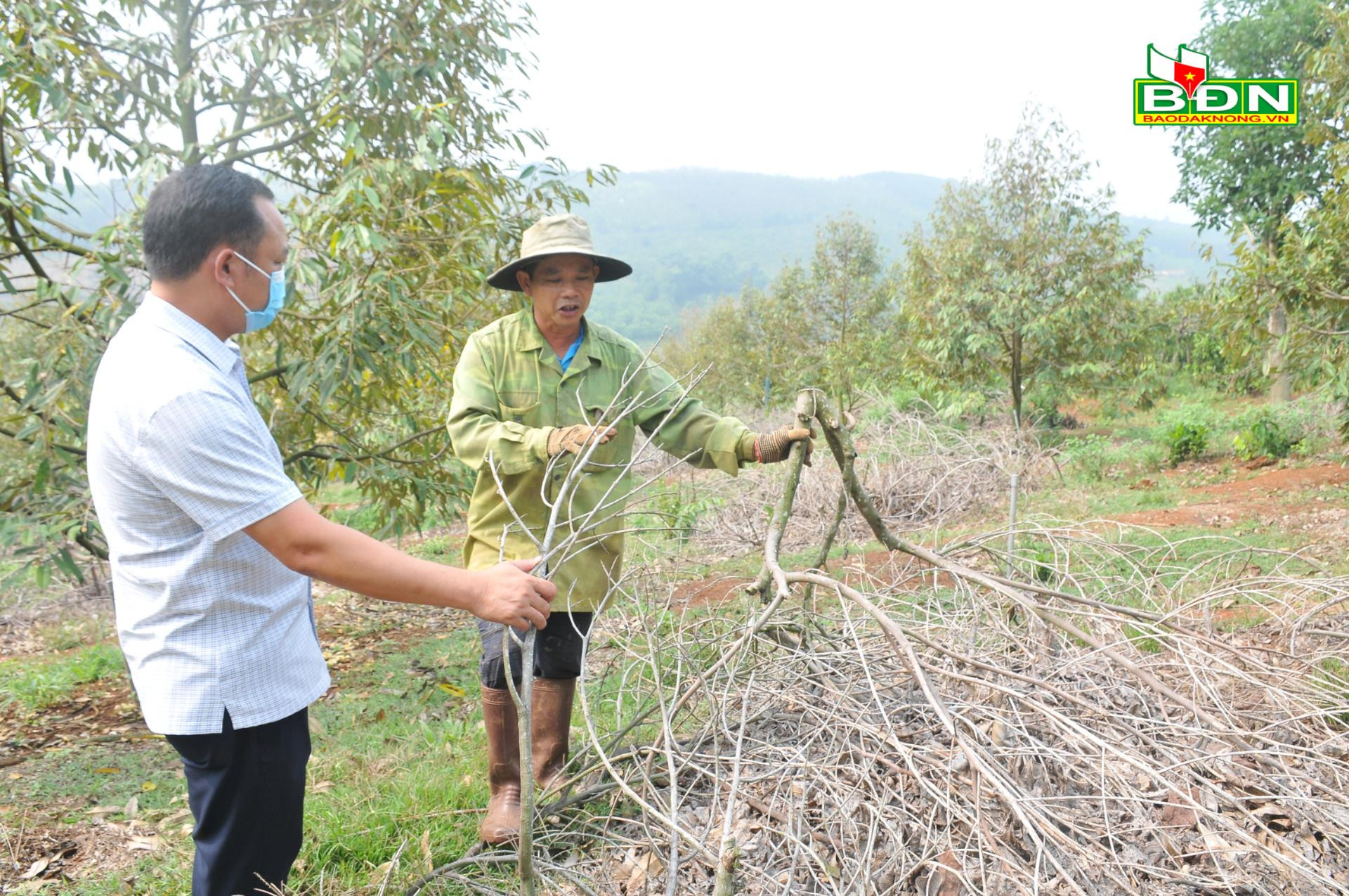 Giá mít tăng mạnh, vì sao vẫn nhiều nông dân ở Đắk Nông vẫn chặt mít trồng sầu riêng? - Ảnh 2.