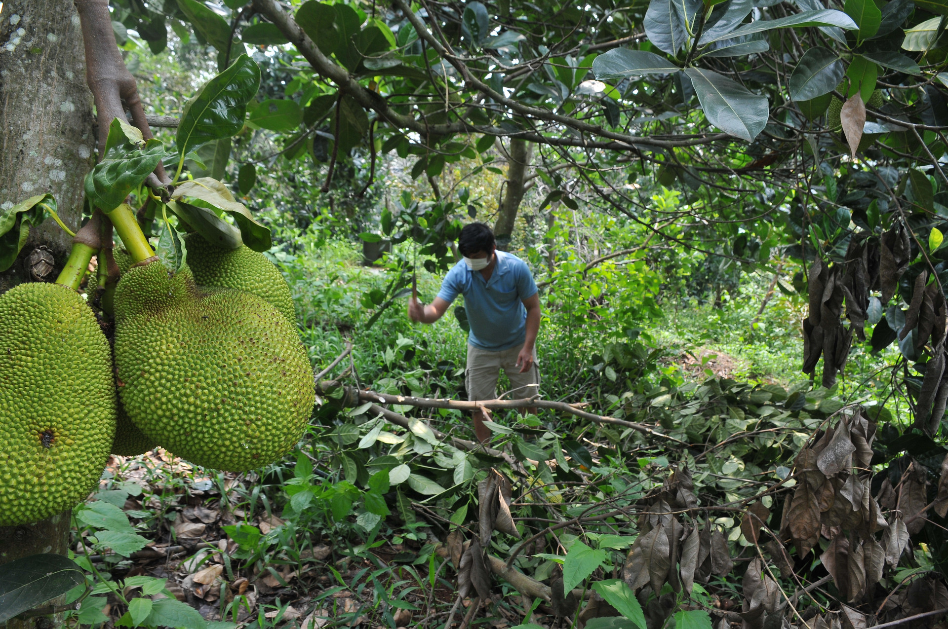 Giá mít tăng mạnh, vì sao vẫn nhiều nông dân ở Đắk Nông vẫn chặt mít trồng sầu riêng? - Ảnh 3.