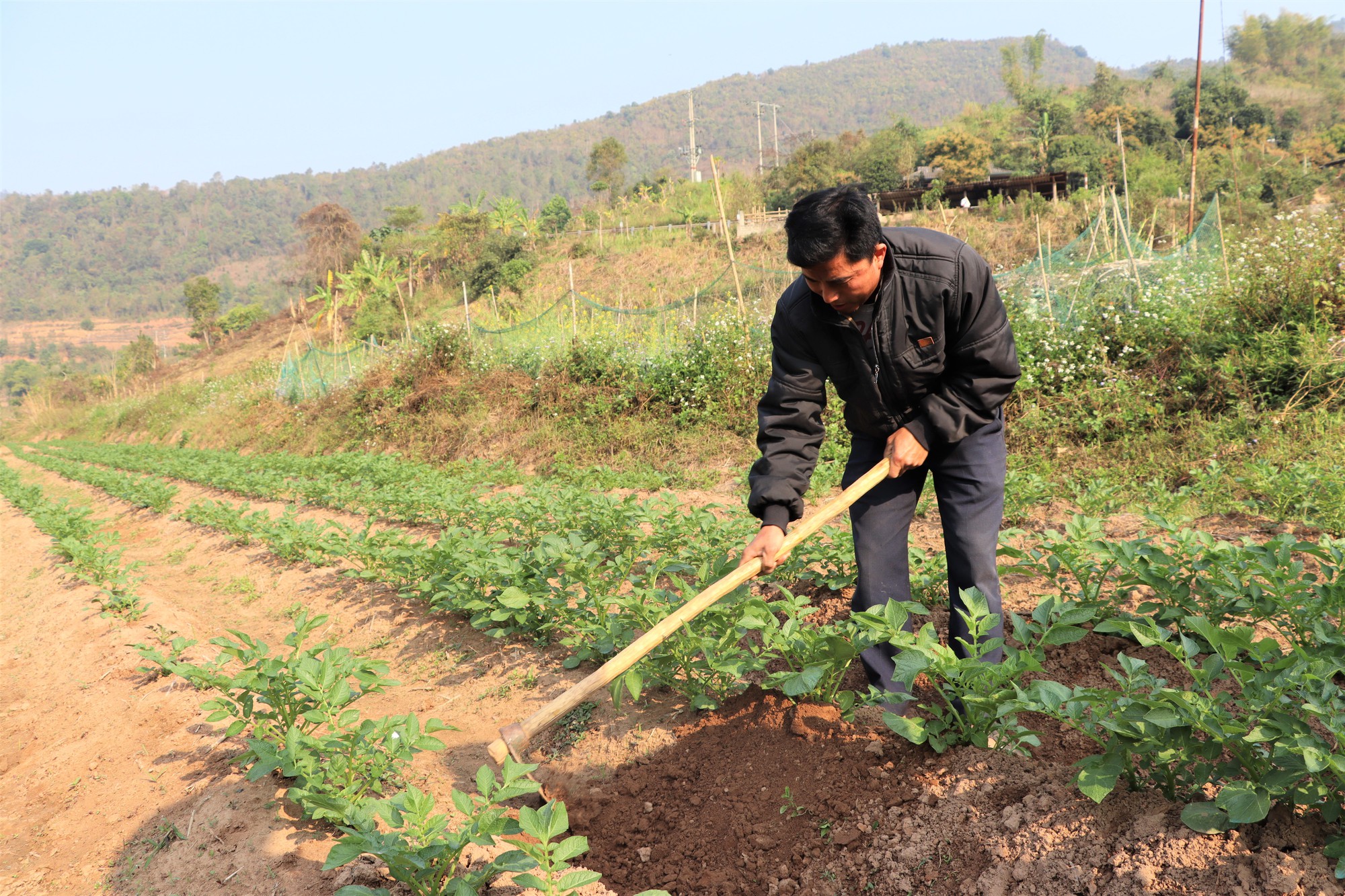 Trồng bí xanh trên đất dốc, nông dân Mường Chà thoải mái thu tiền  - Ảnh 2.