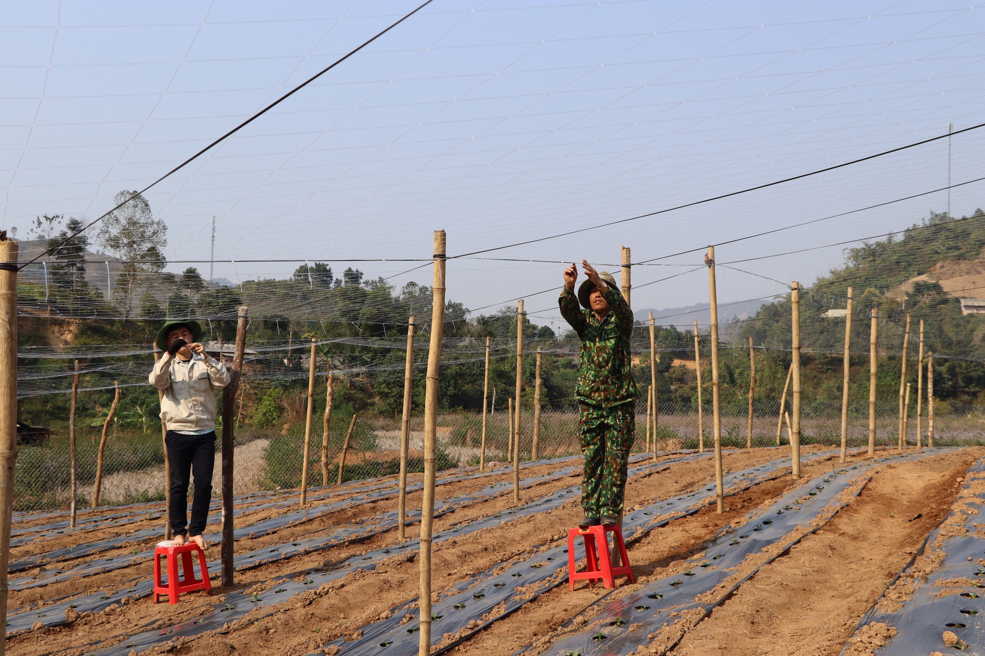 Trồng bí xanh trên đất dốc, nông dân Mường Chà thoải mái thu tiền  - Ảnh 3.