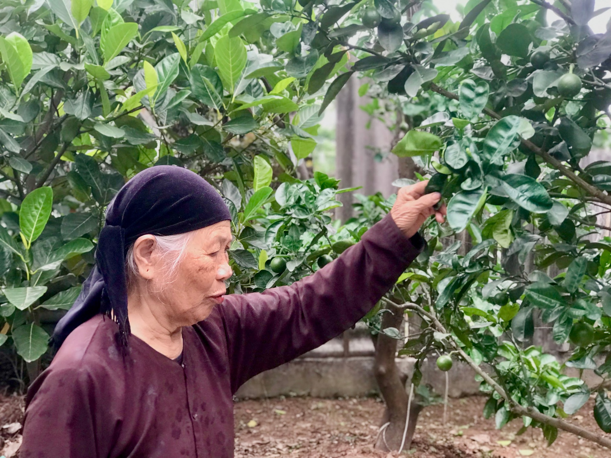 Hà Nội: Cụ bà 88 tuổi chia sẻ bí quyết trồng bưởi Diễn ngọt lừ, bán giá cao khách cũng đặt mua hết - Ảnh 6.