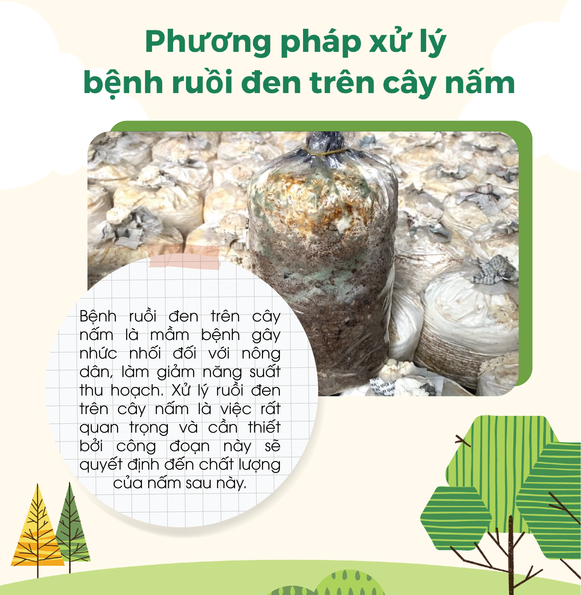 SỔ TAY NHÀ NÔNG: Phương pháp xử lý bệnh ruồi đen trên cây nấm - Ảnh 3.