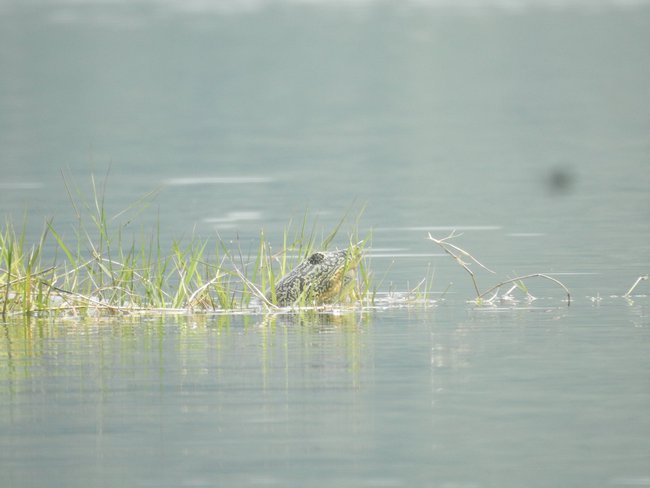 Những nguyên nhân có thể dẫn đến cái chết của rùa mai mềm ở hồ Đồng Mô? - Ảnh 3.