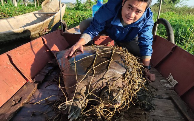 Một cá thể rùa mai mềm nghi là "họ hàng" rùa Hồ Gươm nặng 93kg chết ở hồ Đồng Mô (Hà Nội)