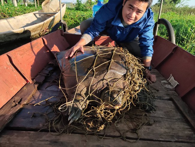 Một cá thể rùa mai mềm nghi rùa Hồ Gươm nặng 93kg chết ở hồ Đồng Mô (Hà Nội) - Ảnh 1.
