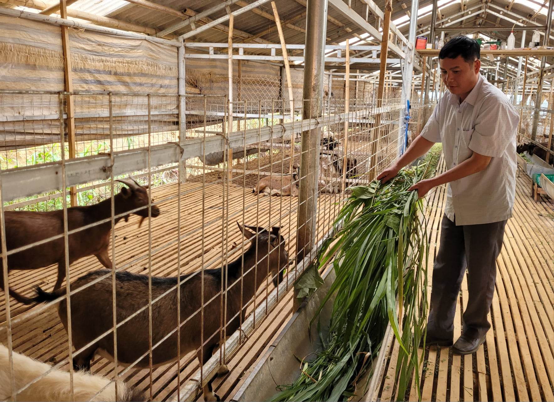 Điện Biên: Ông Chủ nhiệm Hợp tác xã Hồng Phước đưa ra ý tưởng làm kinh tế là xã viên có thêm thu nhập - Ảnh 4.