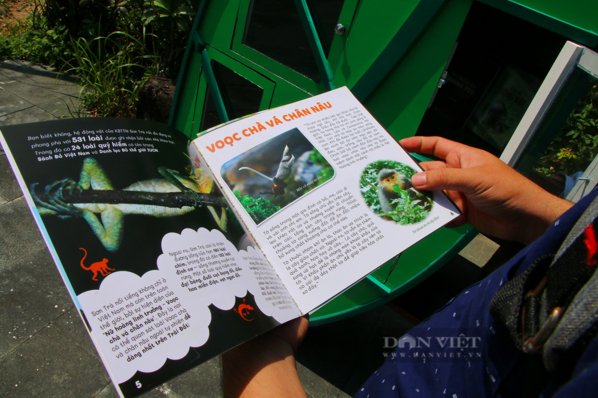 Độc đáo trải nghiệm đọc sách giữa thiên nhiên tại bán đảo Sơn Trà - Ảnh 5.