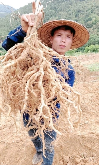 Trồng thứ cây tới kỳ nhổ lên một chùm củ &quot;khủng&quot; bổ thận tráng dương, nông dân Phú Thọ trúng lớn - Ảnh 1.