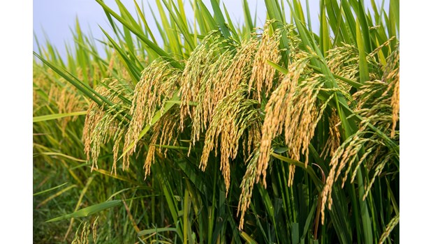 Nông dân đất Tổ phấn khởi chờ đón vụ mùa bộ thu với giống lúa Thiên ưu 8 thế hệ mới - Ảnh 3.
