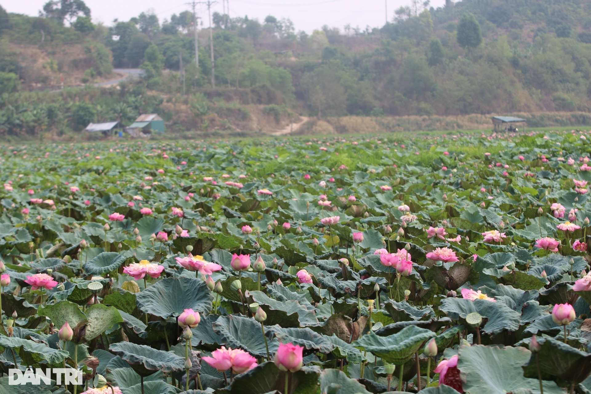 Sen nở kín đầm nước được hình thành từ khoảng 300.000 năm trước ở Tây Nguyên - Ảnh 1.