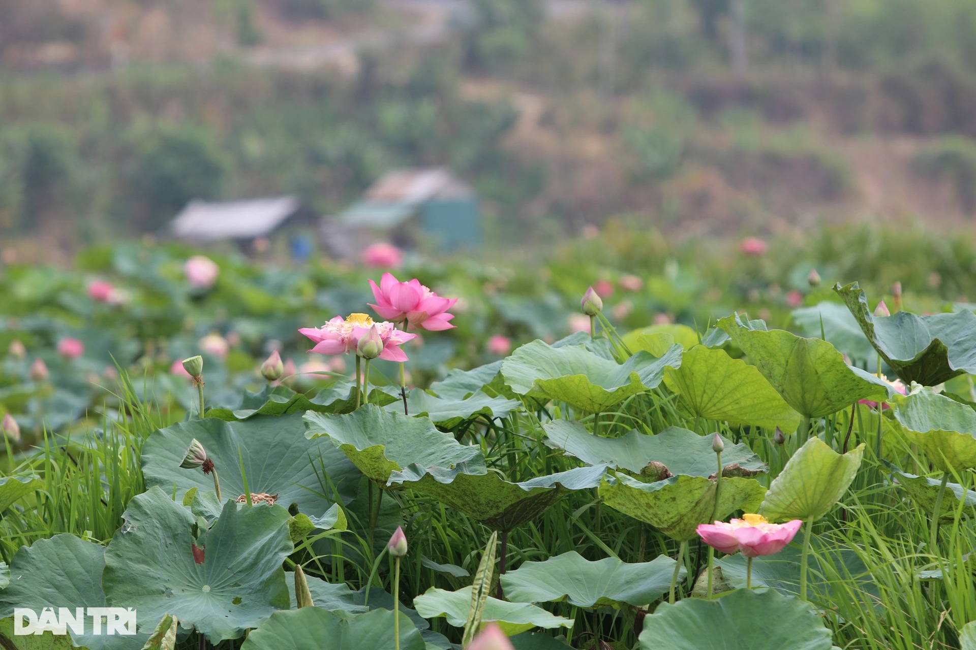 Sen nở kín đầm nước được hình thành từ khoảng 300.000 năm trước ở Tây Nguyên - Ảnh 3.