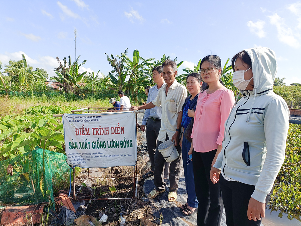 Nuôi lươn giống dày đặc, xục tay xuống vốc lên một bầy, nông dân An Giang sáng nói, chiều bán hết sạch - Ảnh 3.