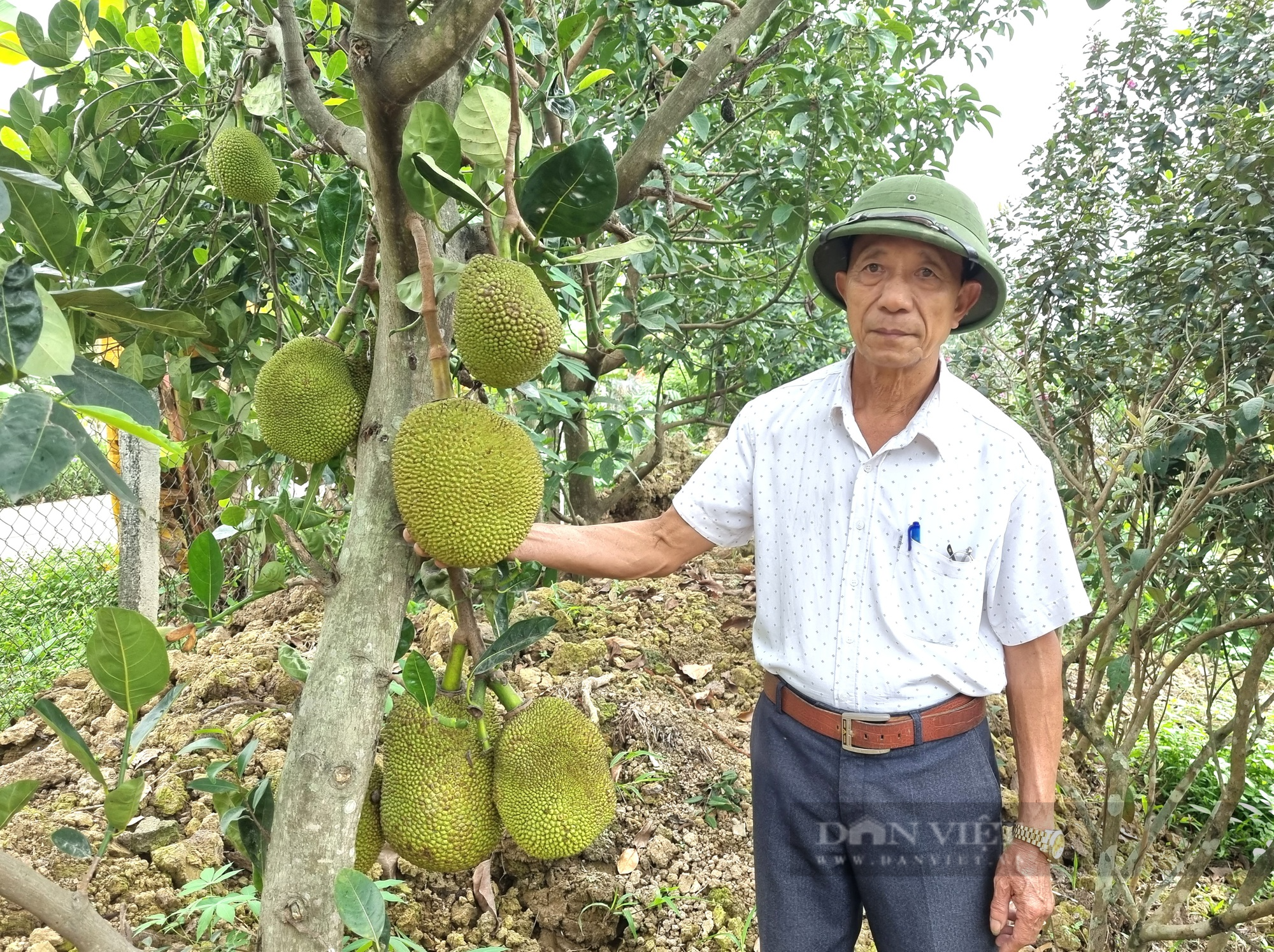 Một hợp tác xã nuôi cá, trồng cây ở Ninh Bình có doanh thu 20 tỉ đồng/năm - Ảnh 9.