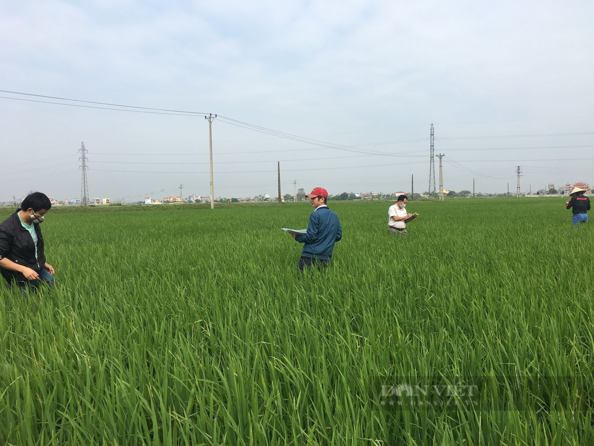 Dịch bệnh &quot;bủa vây&quot; đồng ruộng, Nam Định khẩn trương bảo vệ lúa xuân giai đoạn lúa làm đòng, trỗ bông - Ảnh 1.