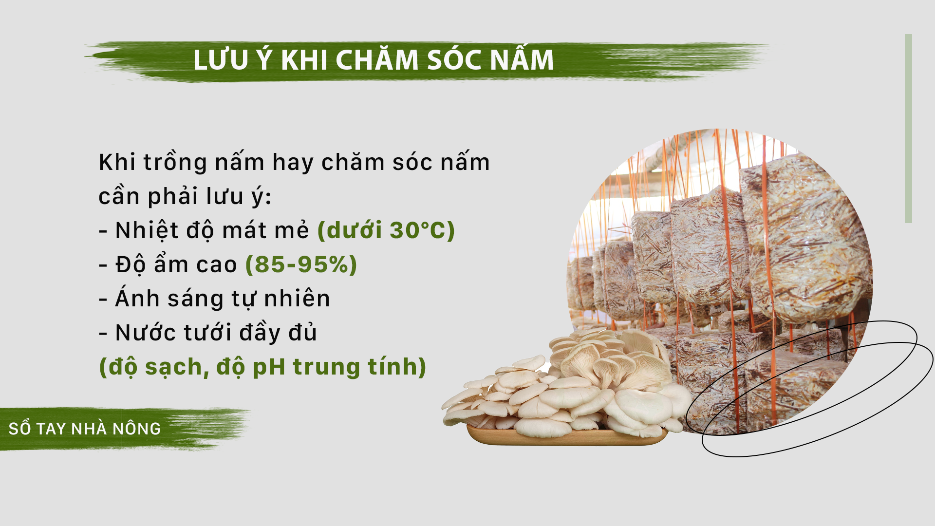 SỔ TAY NHÀ NÔNG: Hướng dẫn kỹ thuật trồng nấm sò cho sản lượng cao - Ảnh 4.