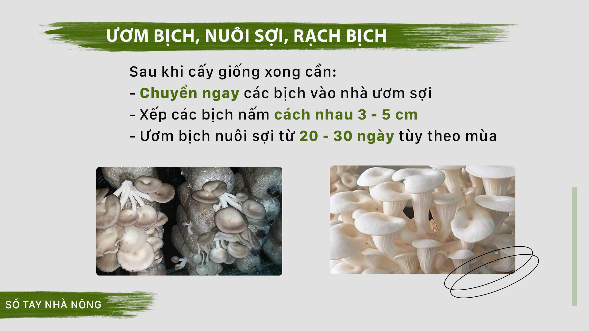 SỔ TAY NHÀ NÔNG: Hướng dẫn kỹ thuật trồng nấm sò cho sản lượng cao - Ảnh 3.