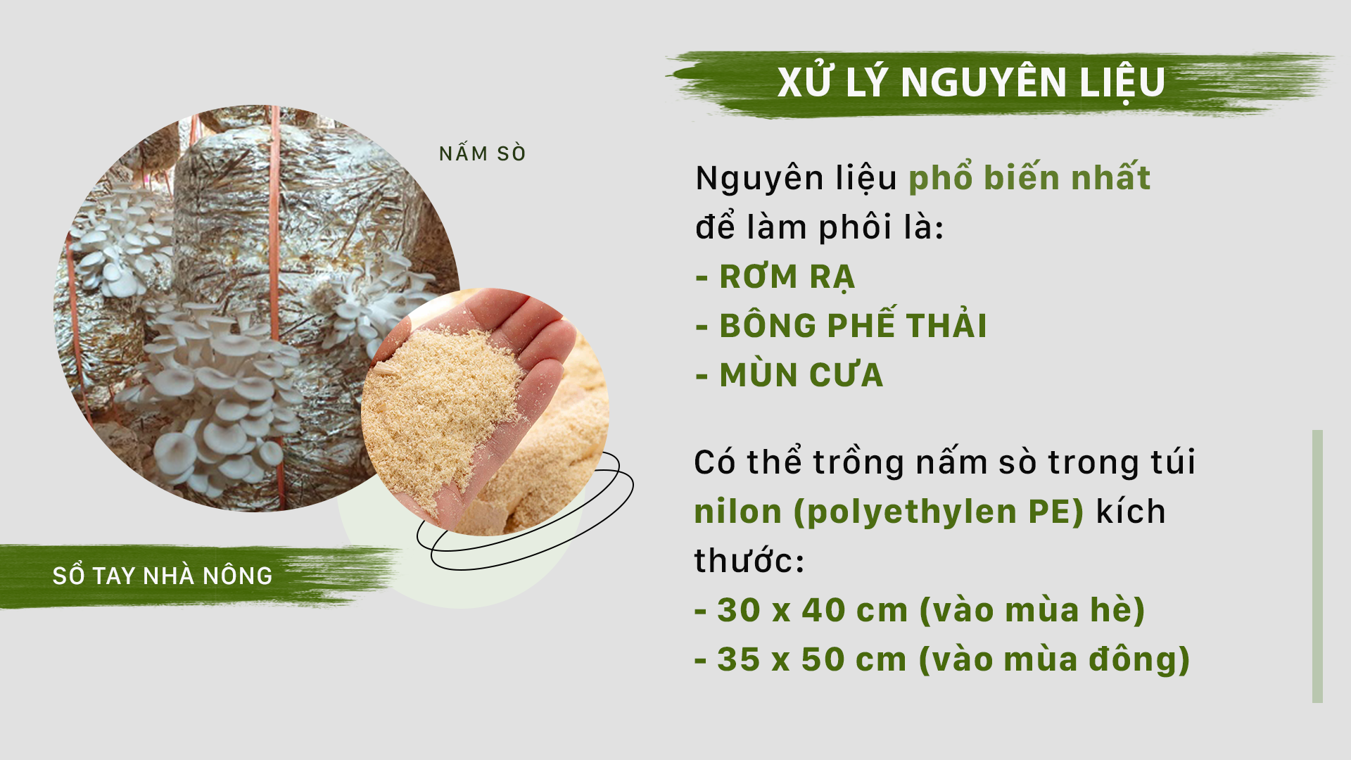 SỔ TAY NHÀ NÔNG: Hướng dẫn kỹ thuật trồng nấm sò cho sản lượng cao - Ảnh 2.