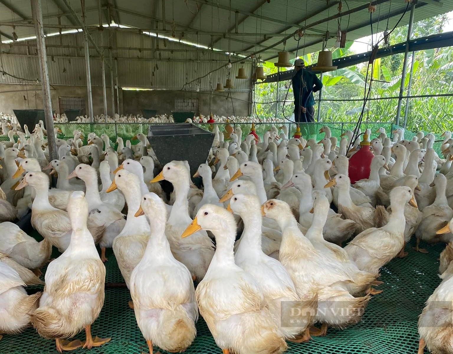 Giá gia cầm hôm nay 27/4: Người nuôi gà, vịt liên tục thua lỗ, Việt Nam vẫn ồ ạt nhập khẩu thịt gia cầm - Ảnh 3.