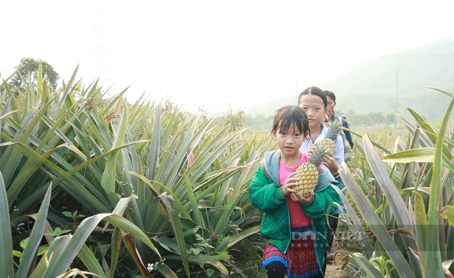 Trồng cây quả chín vàng tươi, hương thơm lan khắp núi rừng, nông dân Nậm Nhùn có sinh kế mới - Ảnh 5.