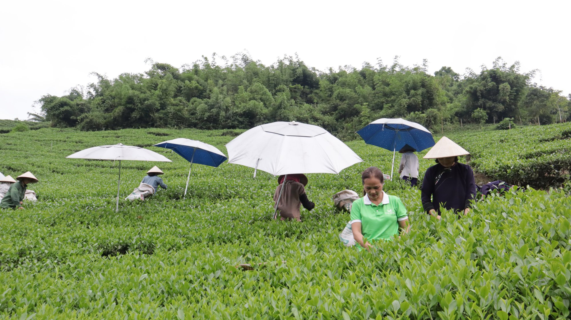  HTX này ở Thái Nguyên đưa thương hiệu chè La Bằng vươn xa, tạo việc làm cho nhiều lao động - Ảnh 3.