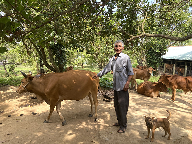 Một ông nông dân Bình Định nuôi gà ngon, nuôi bò dưới tán vườn điều mà khấm khá hẳn lên - Ảnh 1.