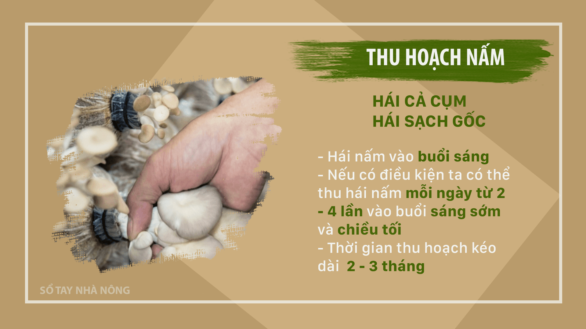 SỔ TAY NHÀ NÔNG: Hướng dẫn cách thu hoạch và bảo quản nấm sò - Ảnh 2.