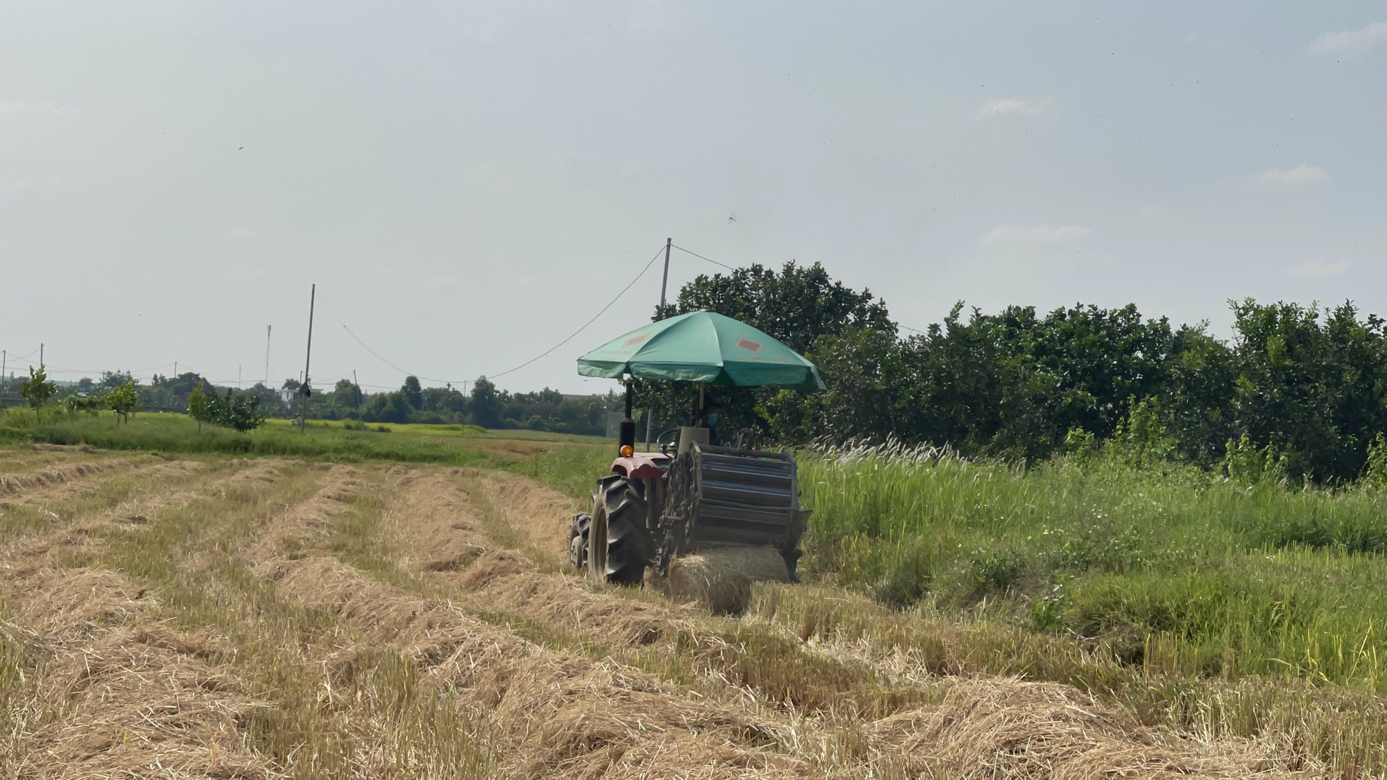 Nông dân trồng lúa sạch ở Đồng Nai được mùa, trúng giá  - Ảnh 6.