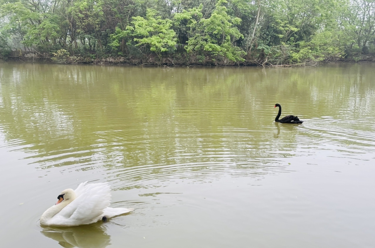 Vùng đất này ở Vĩnh Phúc bất ngờ thấy chim cò bay rợp trời, ngạc nhiên là nhìn xuống ao thấy cả thiên nga đen - Ảnh 2.