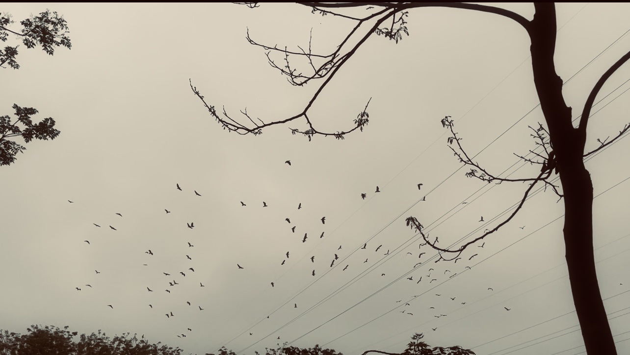Vùng đất này ở Vĩnh Phúc bất ngờ thấy chim cò bay rợp trời, ngạc nhiên là nhìn xuống ao thấy cả thiên nga đen - Ảnh 1.