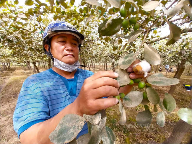 Nông dân trồng táo bị thiệt hại do “bão bụi” ở Ninh Thuận vui mừng vì đã nhận được hỗ trợ - Ảnh 6.