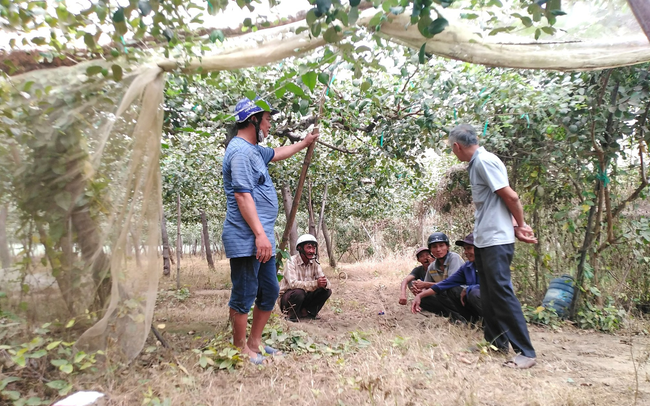 Nông dân trồng táo bị thiệt hại do “bão bụi”ở Ninh Thuận đã nhận được tiền hỗ trợ