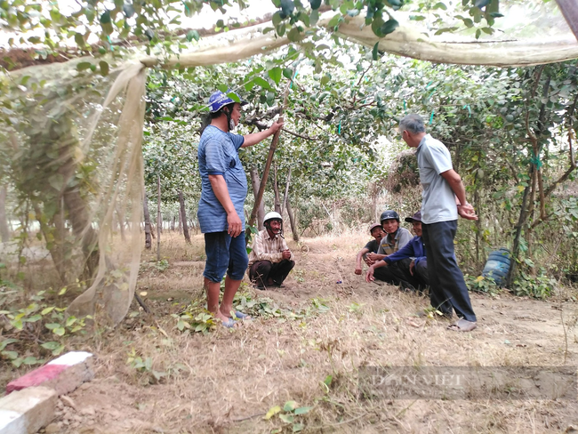 Nông dân trồng táo bị thiệt hại do “bão bụi” ở Ninh Thuận vui mừng vì đã nhận được hỗ trợ - Ảnh 1.