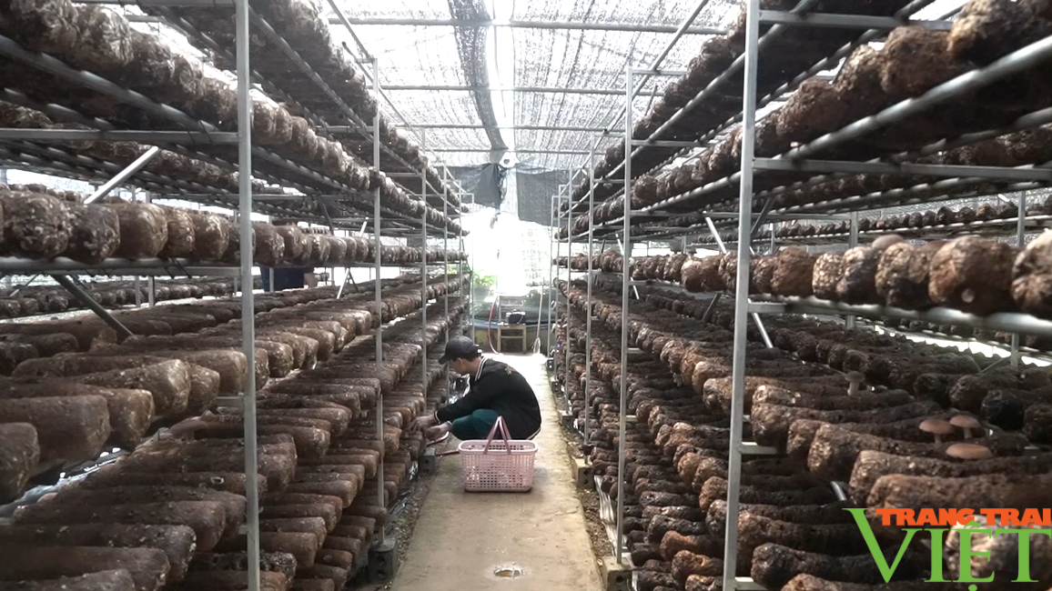 Sản phẩm nấm hương Sa Pa hương vị thơm ngon - Ảnh 4. Sản phẩm nấm hương Sa Pa hương vị thơm ngon - Ảnh 4.