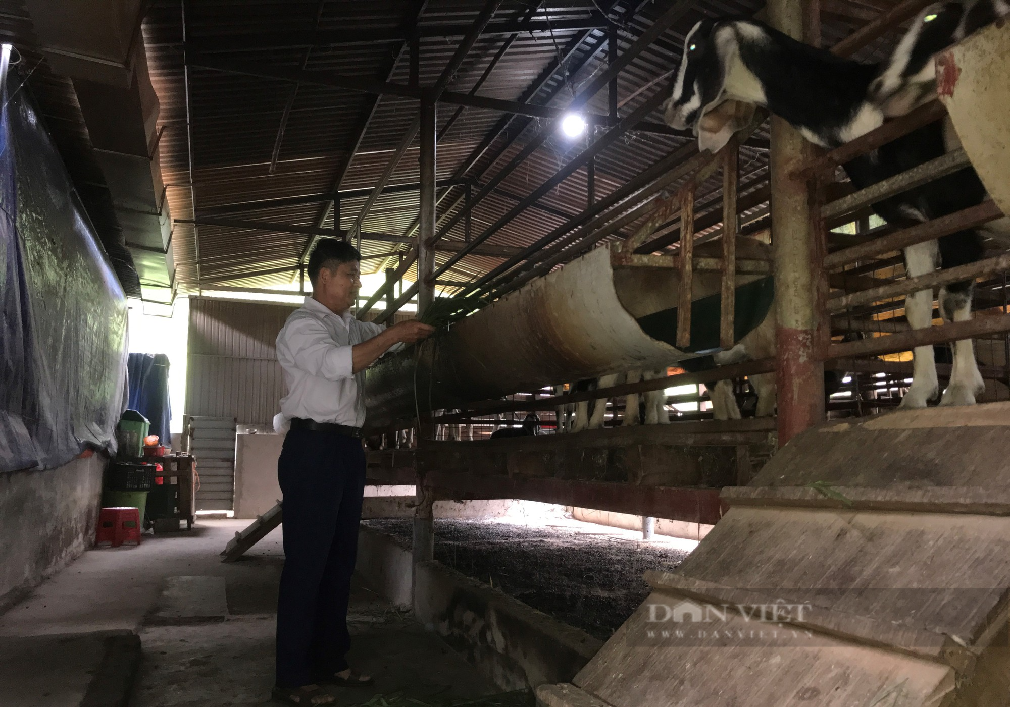Dân huyện này tại Nghệ An dựng &quot;nhà tầng&quot; dưới lót đệm sinh học để nuôi dê, chuồng trại thơm tho không lo vất vả - Ảnh 5.