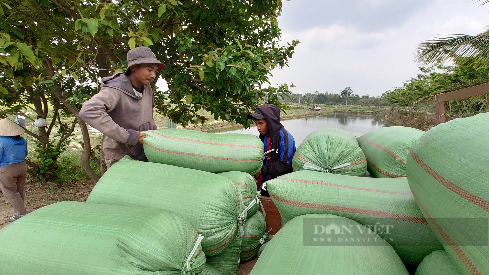 Thông tin mới nhất vụ hơn 200 ha lúa ở vựa lúa lớn nhất tỉnh Đắk Nông bị nghẽn bông, lép hạt - Ảnh 2.
