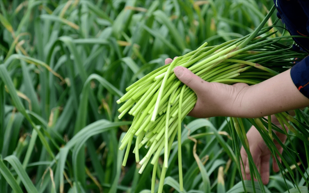 Loại rau là &quot;kháng sinh tự nhiên&quot;, bổ gan, hạ huyết áp, nhiều người không biết ăn, làm bánh, xào thịt đều ngon - Ảnh 1.