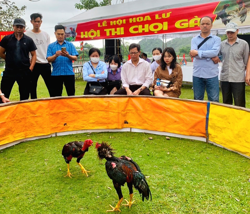 Hội Nông dân tỉnh Ninh Bình tổ chức thi chọi gà tại lễ hội Hoa Lư - Ảnh 2.