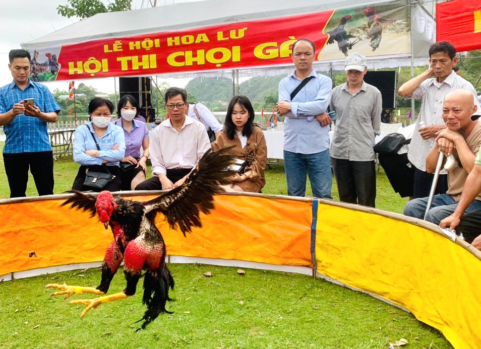 Hội Nông dân tỉnh Ninh Bình tổ chức thi chọi gà tại lễ hội Hoa Lư - Ảnh 4.