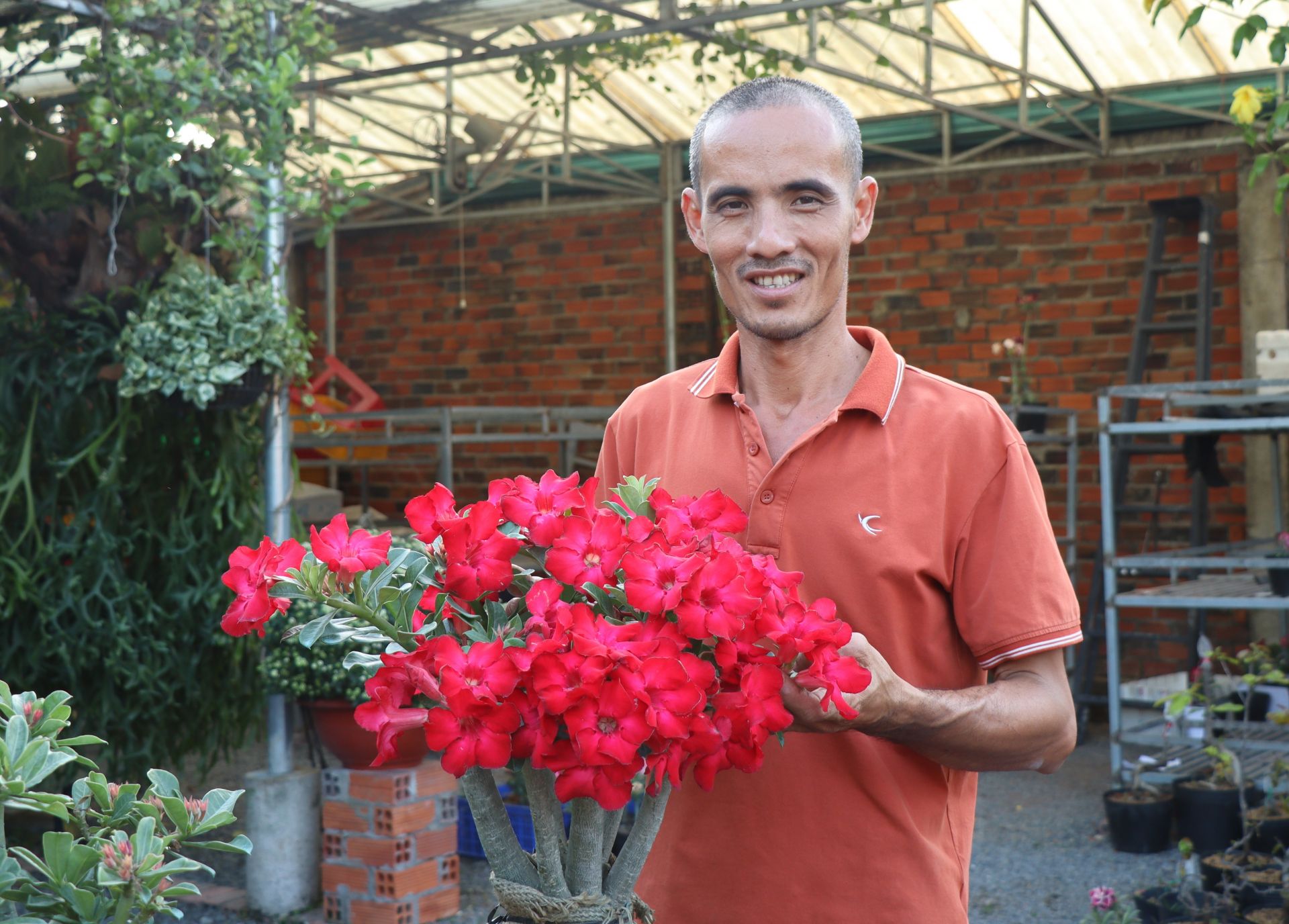 Vườn hoa sứ của một nông dân đất Tây Ninh, ngắm thôi đã mê lắm rồi, hỏi chuyện ai cũng phục sát đất - Ảnh 1.