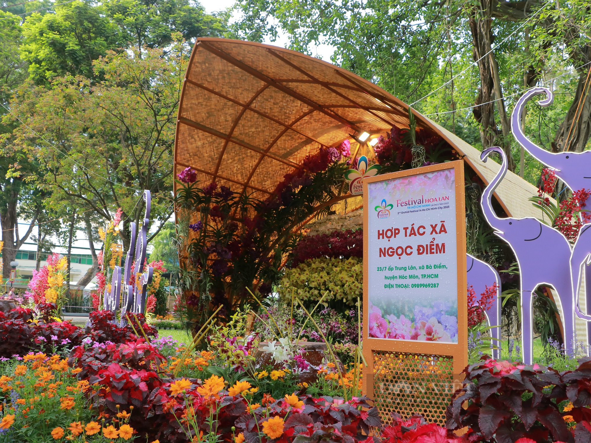 Festival hoa lan TP.HCM có nhiều giống lạ, đông đảo người dân đến tham quan, chụp ảnh - Ảnh 3.