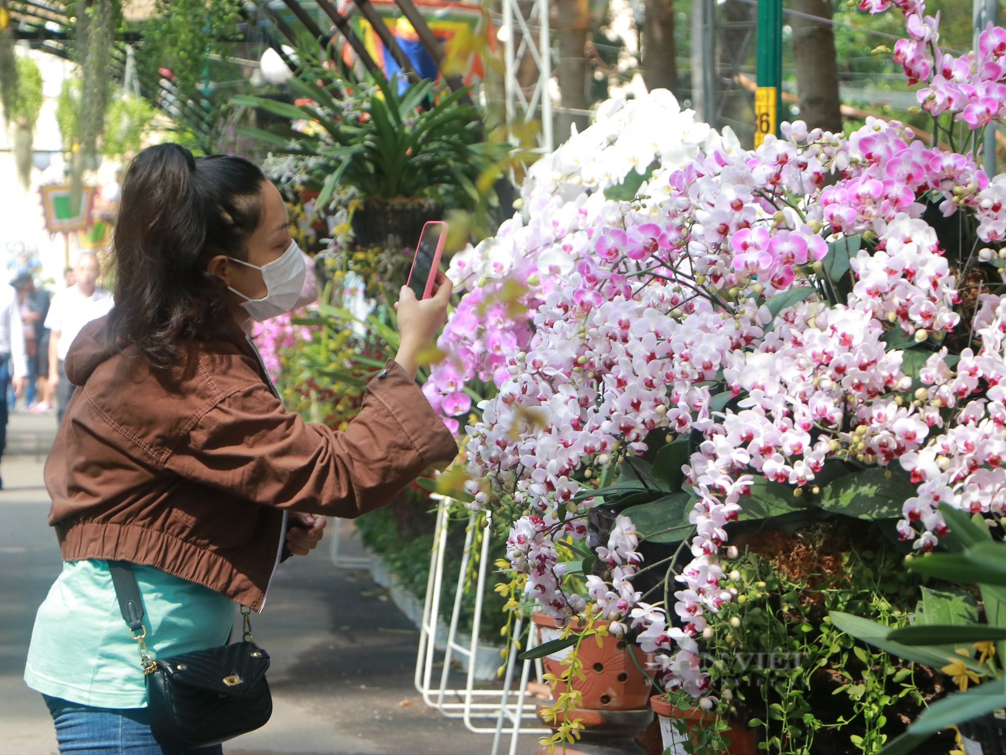 Festival hoa lan TP.HCM có nhiều giống lạ, đông đảo người dân đến tham quan, chụp ảnh - Ảnh 7.