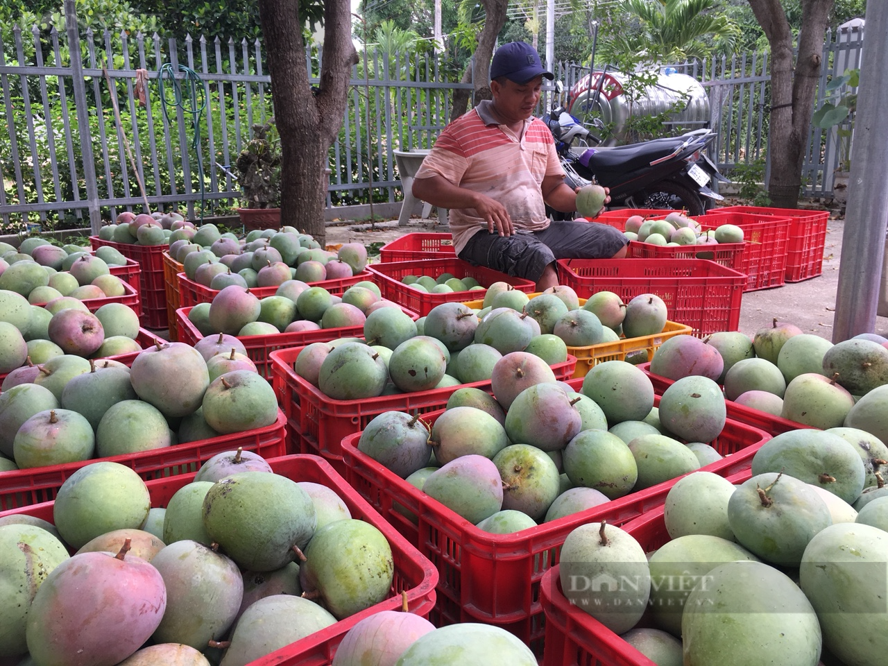 Giống xoài to bự ở Cam Lâm rớt giá mạnh, nông dân treo trái trên cây - Ảnh 3.