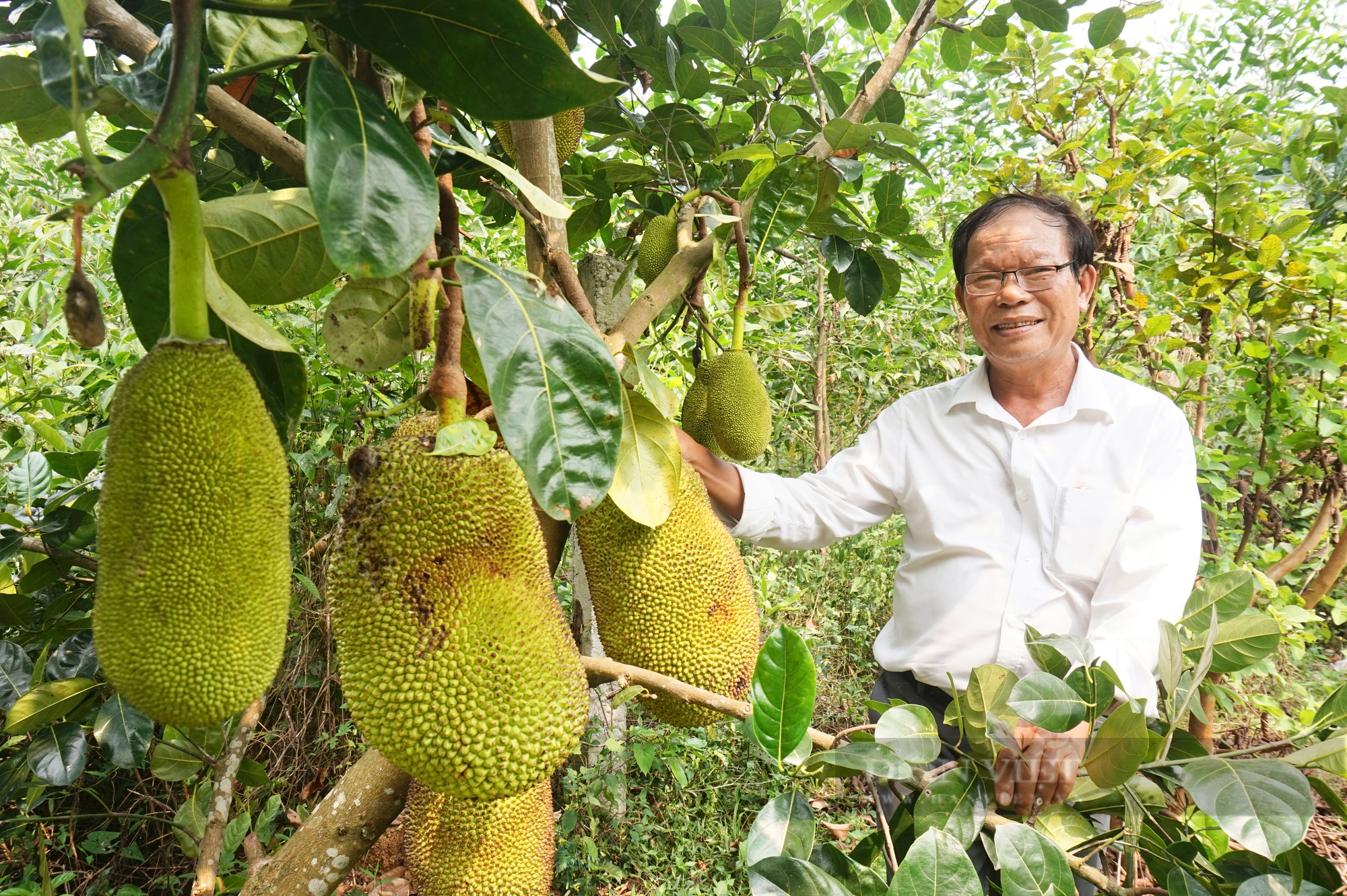 Trồng “vàng đen” trên đất khô cằn, U60 xứ Quảng bất ngờ đổi đời - Ảnh 8.