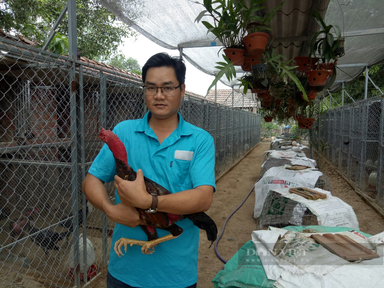 Nuôi gà nòi Tây Sơn, cho gà ăn toàn đồ sang chảnh, anh kỹ sư ở Bình Định lãi 1 tỷ/năm - Ảnh 1.